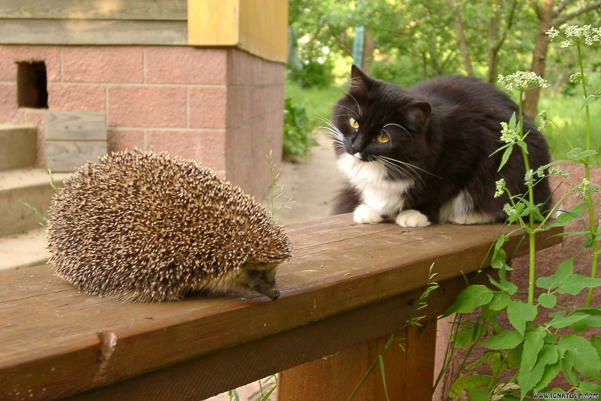 Фото из открытых источников