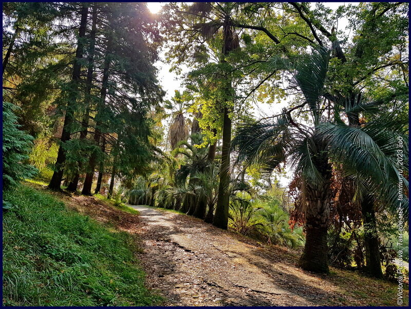 20 ноября в Сочинском Дендрарии, чувствуете разницу?