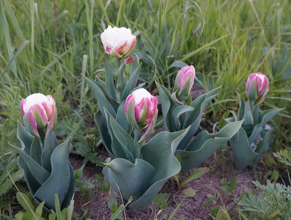 Тюльпан Мороженое