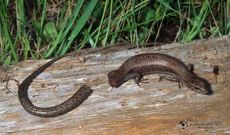      То лапы ломит, то хвост отваливается. Из открытых источников.