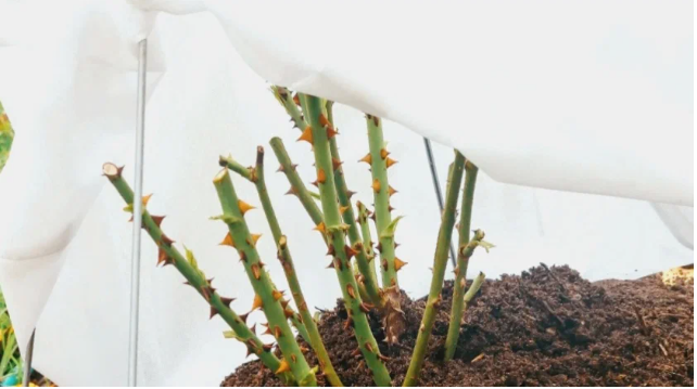 Заготовьте материалы для укрытия