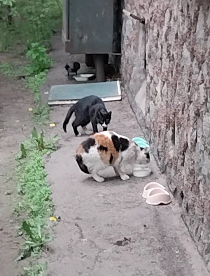 Малая часть моих подопечных