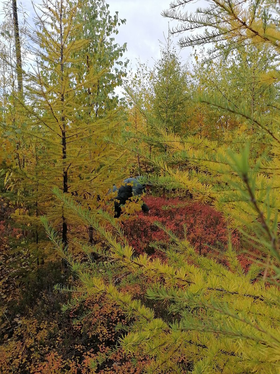 вырубка в тайге