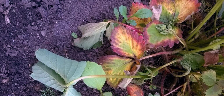 Клубника атакованная злостным вредителем