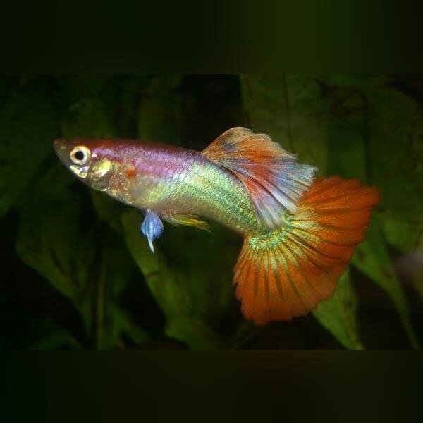 Источник фото: aquariumfishsale.com
