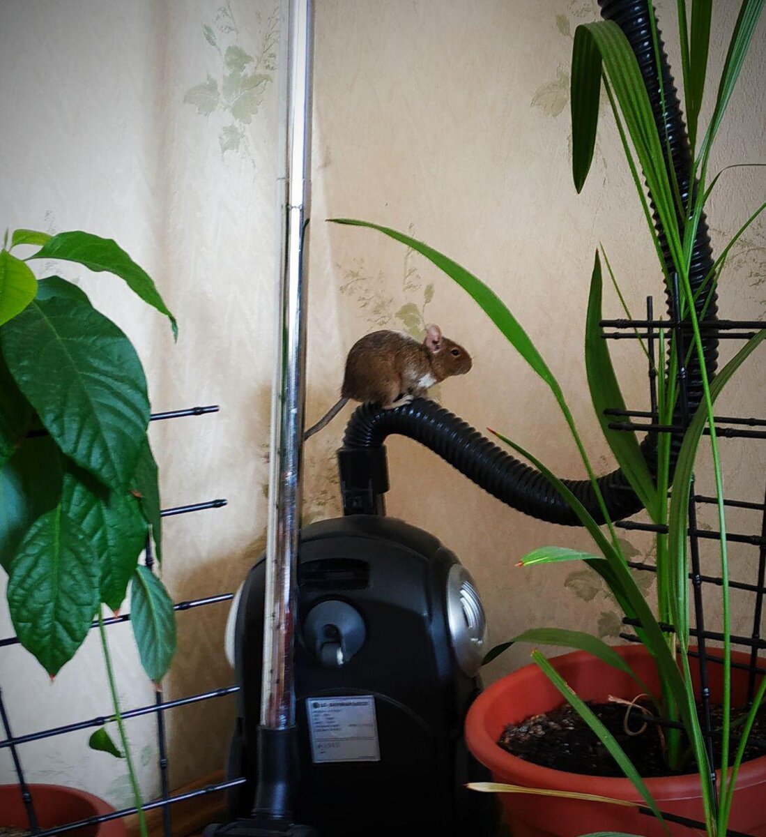 На фото пседо-белка в естественной среде обитания (Не спрашивайте, почему пылесос забарикадирован кустами - мы сами не знаем).