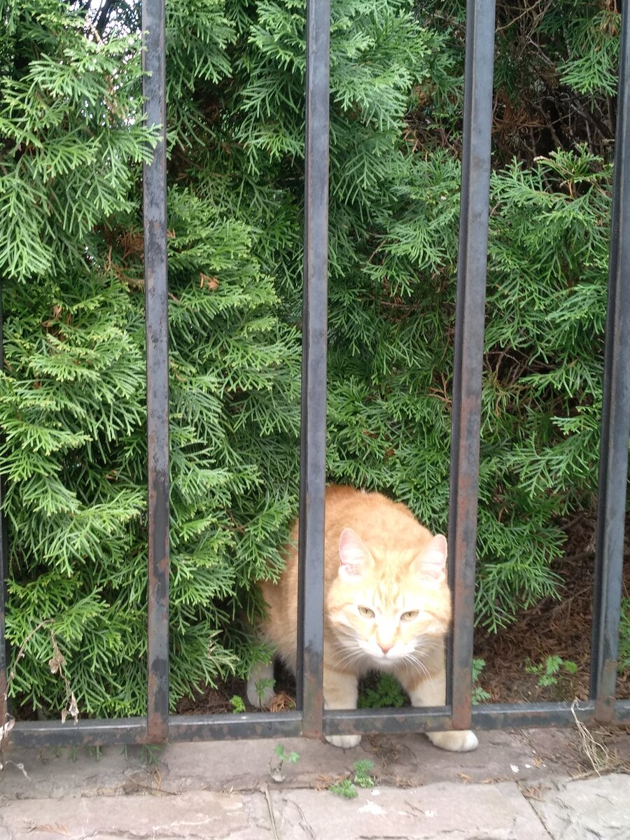Это мой кот,Васька