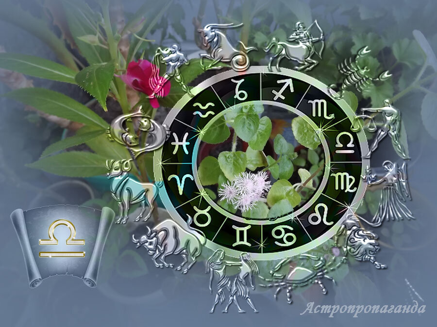 Коллаж Нины Стрелковой.