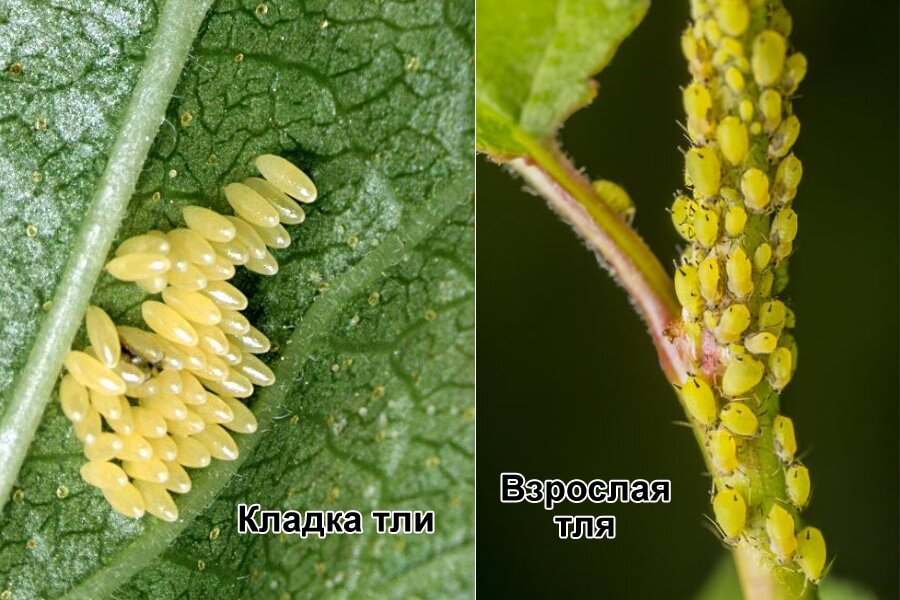 фото с makagro.com.ua