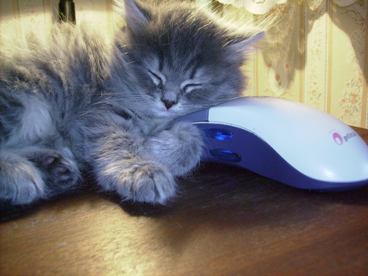 Только что принесенный малыш устал с дороги.