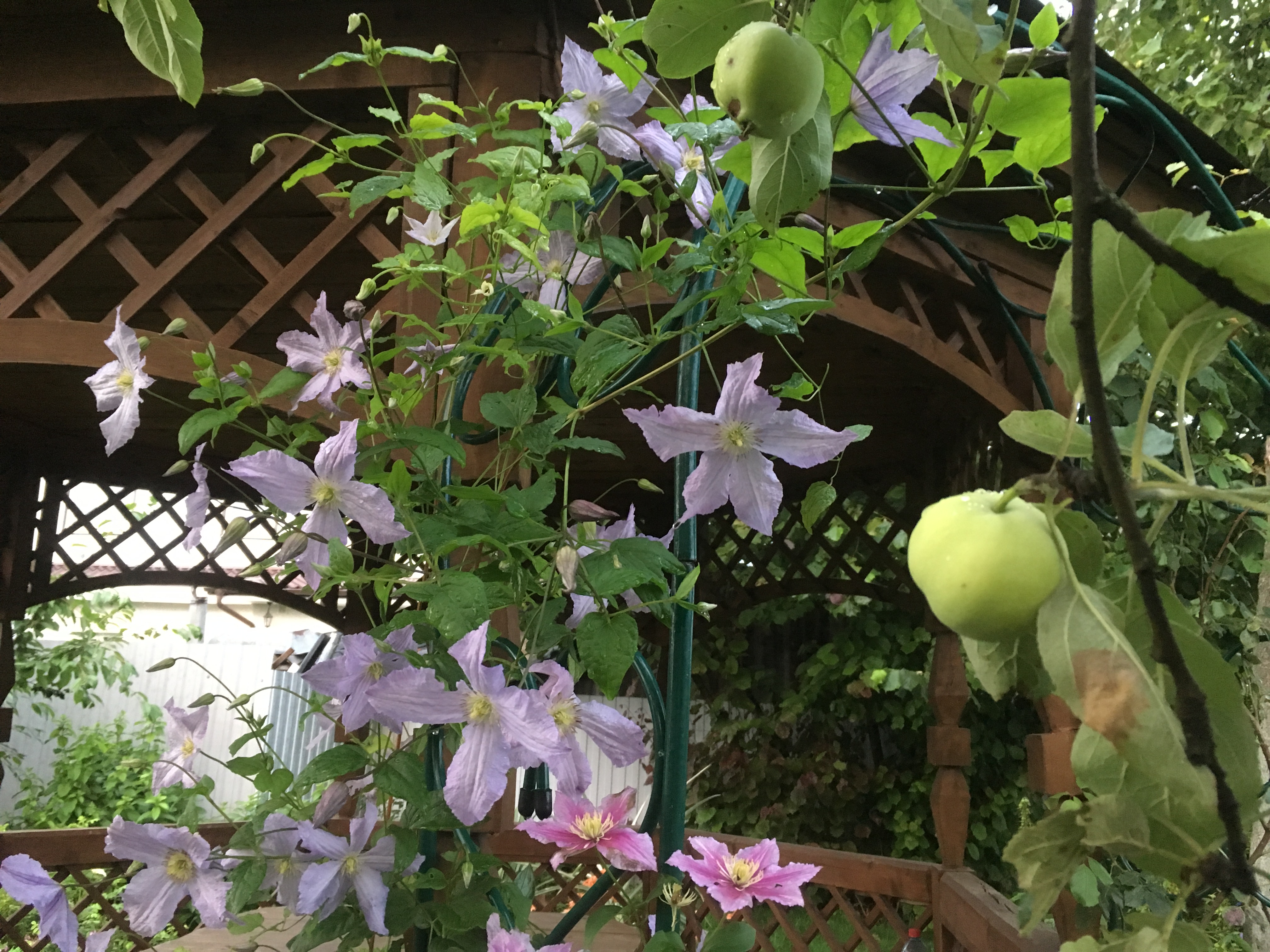 17 Well-Behaved Vines to Climb an Arbor or Trellis