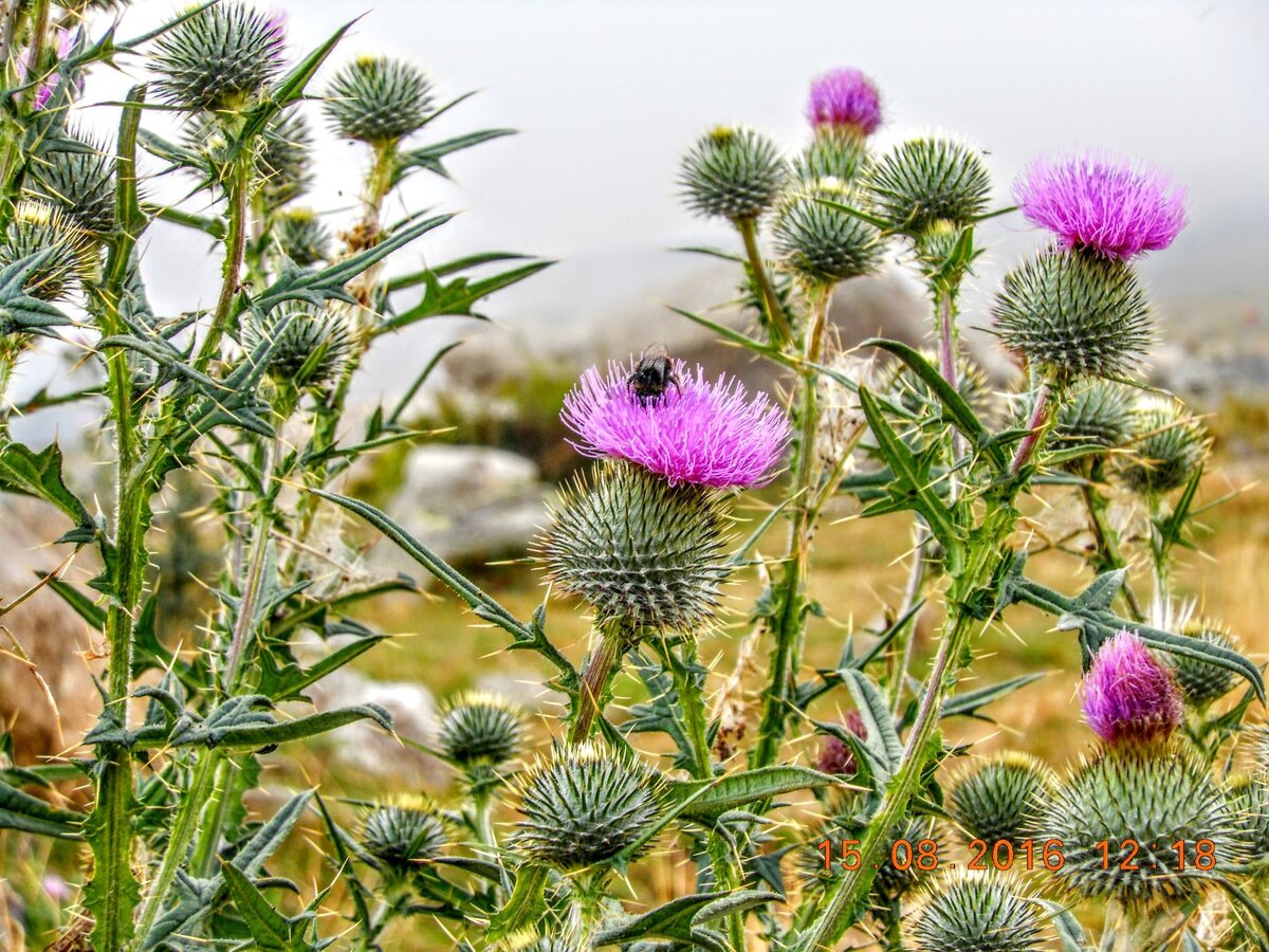 ЧЕРТОПОЛОХ 