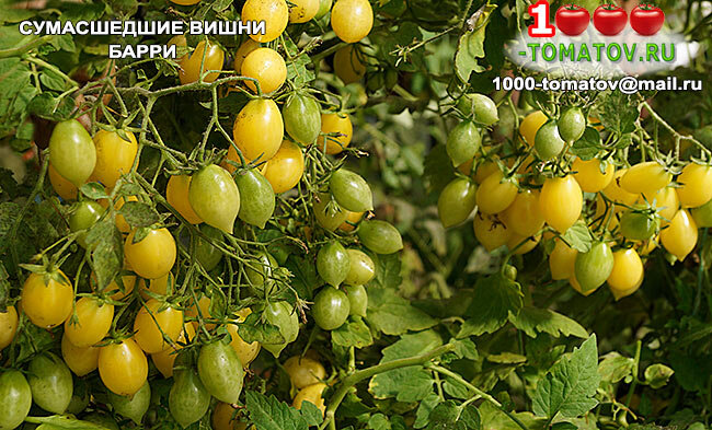 Томат СУМАСШЕДШИЕ ВИШНИ БАРРИ  фото 2