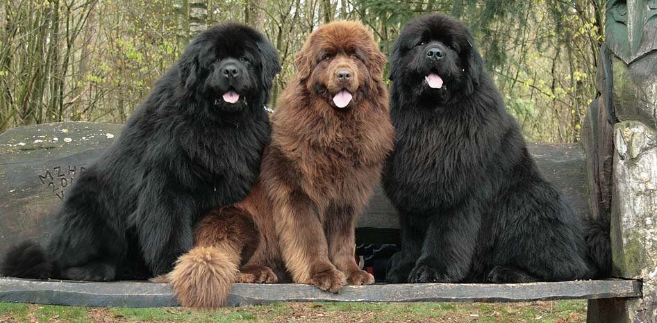 Ньюфаундленды