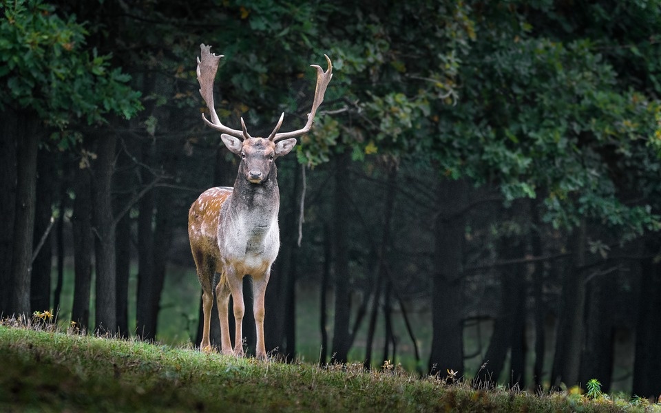 https://cdn.pixabay.com/photo/2015/10/12/15/46/fallow-deer-984573_960_720.jpg