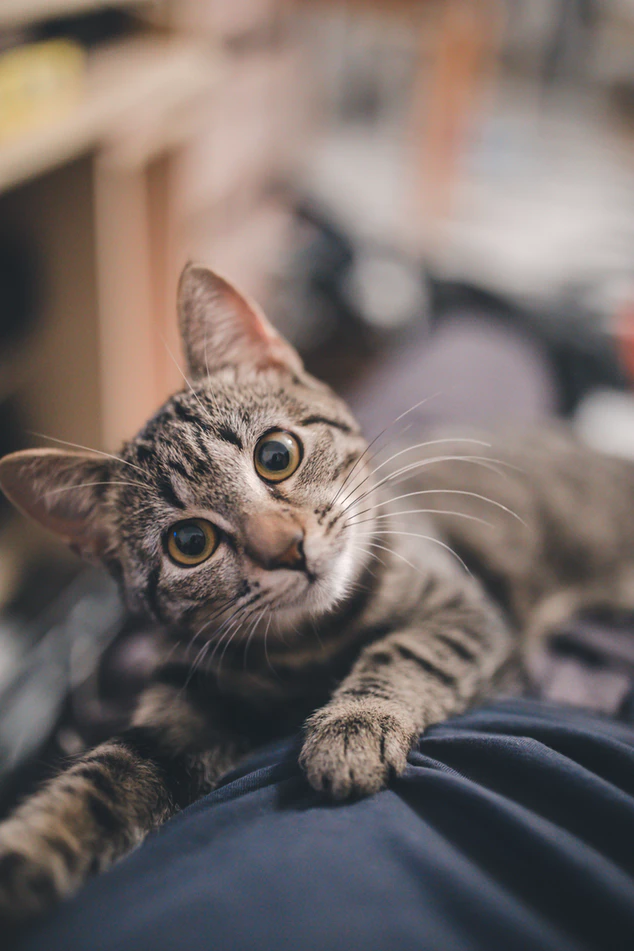 https://unsplash.com/photos/9SWHIgu8A8k
