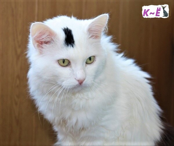 Кот Мишка (фото из Яндекс картинки)