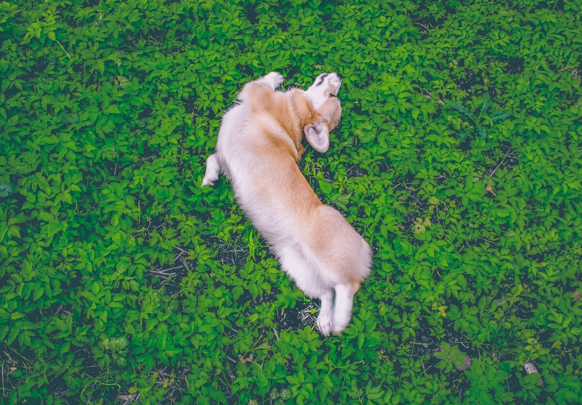 Маленькая собака с большим сердцем  #corgi 