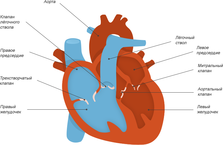 Камеры сердца картинка