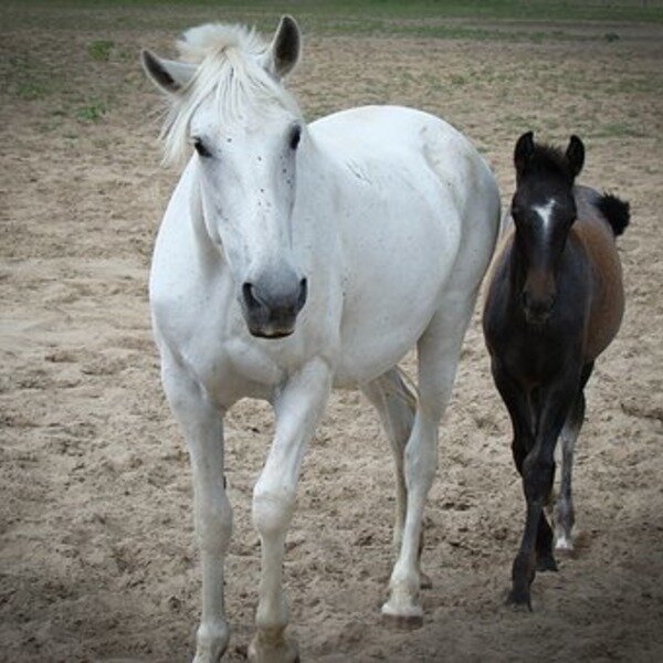 Хести Мательда с сыном Восходящая река 