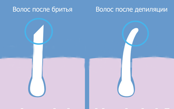 От бритья волосы становятся толще