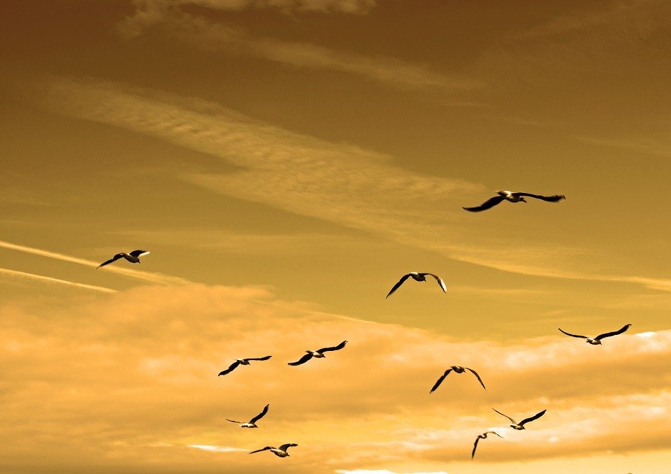 https://pixabay.com/images/id-84665/