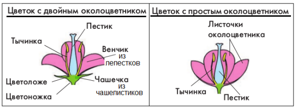 Цветок и его строение. Соцветия | 6 класс | Биология