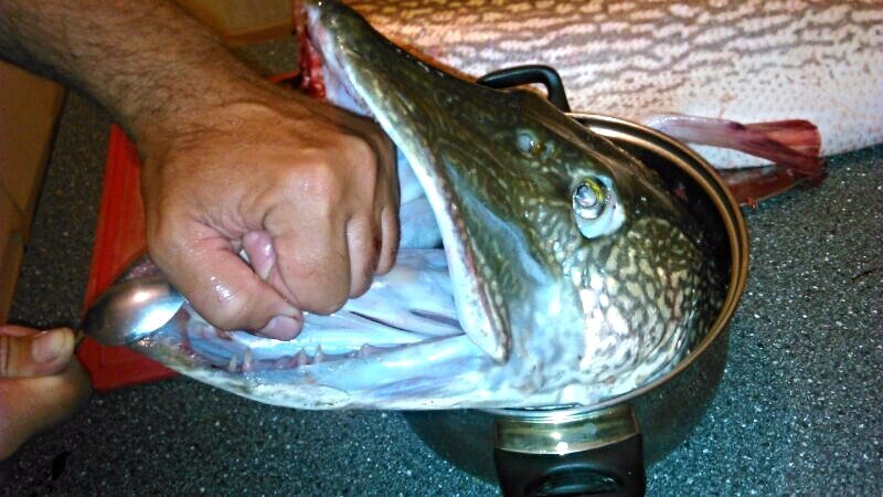 Фото автора. Голова щуки.