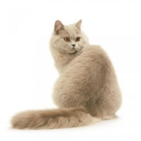Британские коты (фото): плюшевая мягкость и королевское благородство