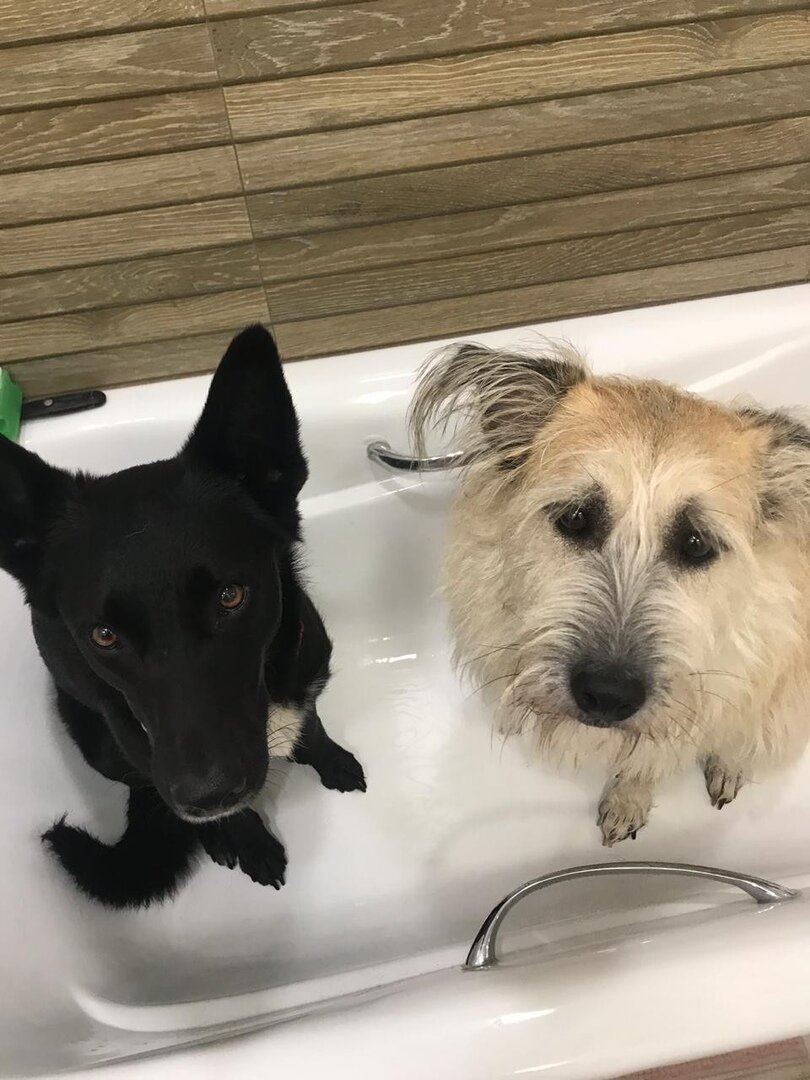 Собака Лолита. Привет из дома для Банды Дворян