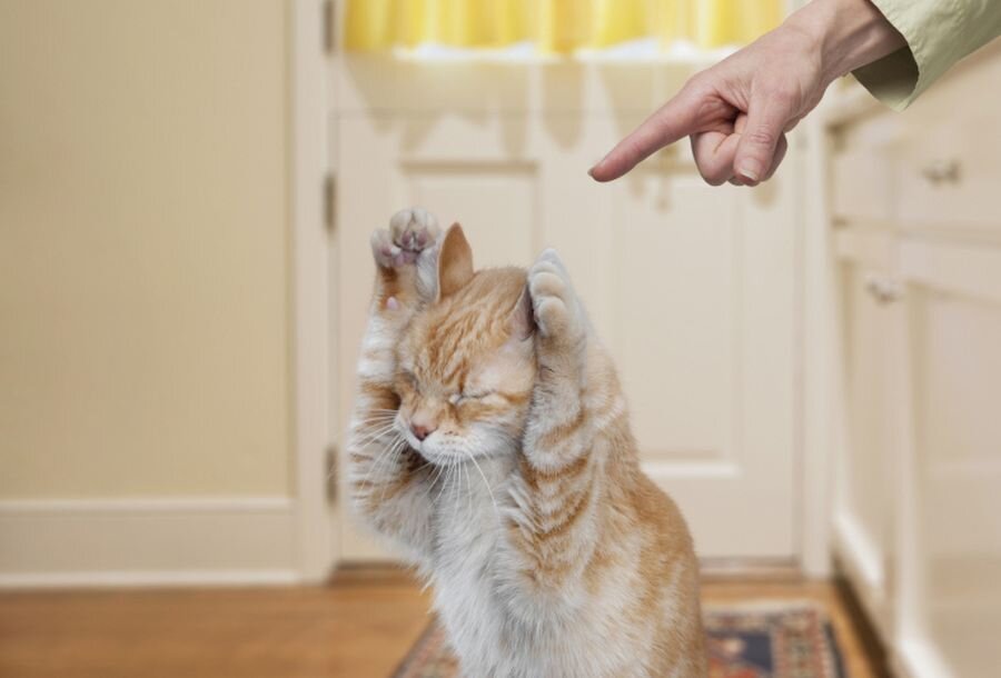 как наказать кошку (фото из открытых источников)