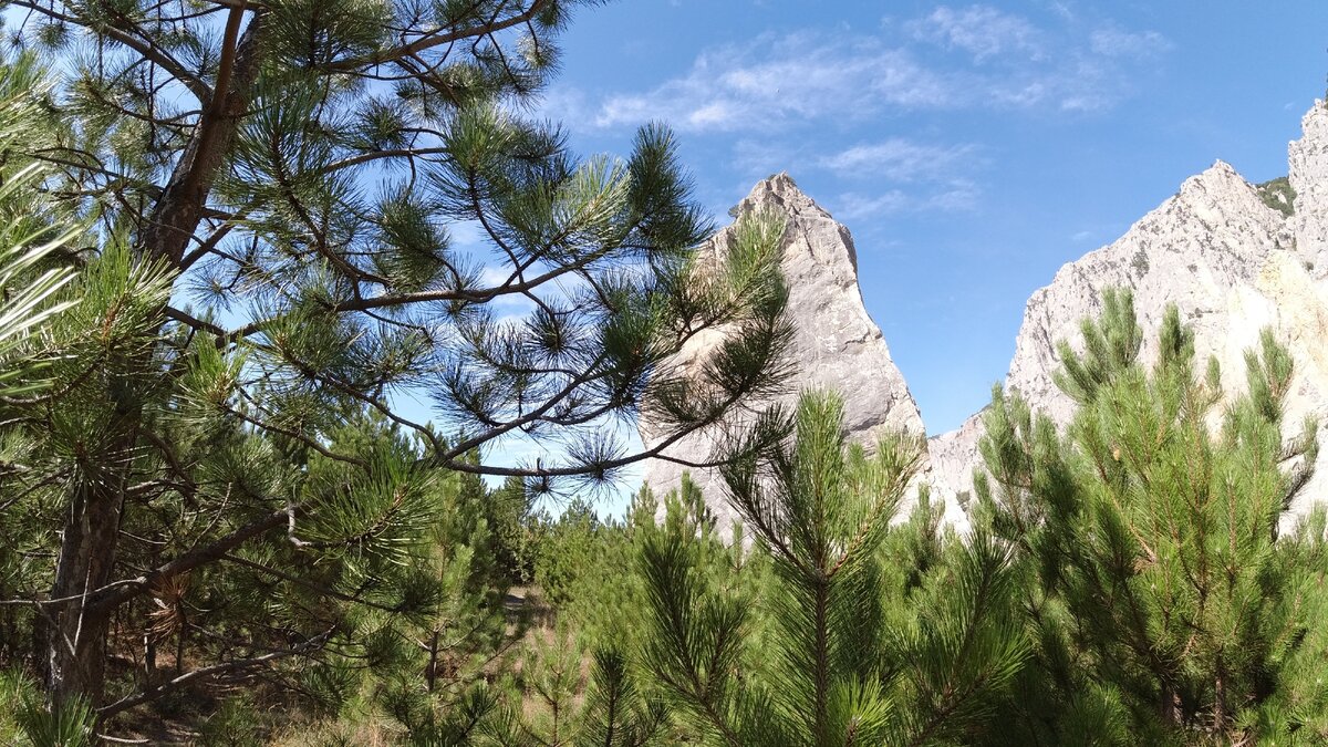Путь  к горе Морчеки идёт через ароматный можжевеловый-сосновый лес. Крым. Сентябрь 2019.