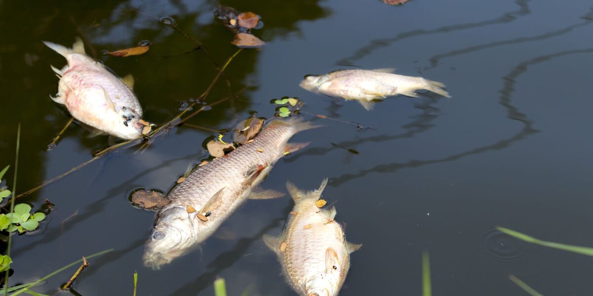 Рыба умершая от старости никогда не всплывает на поверхность.