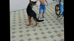 собака не дает играть ребенку