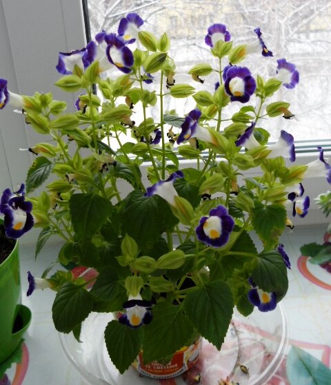 Торения - красивый цветок для дома и для сада.