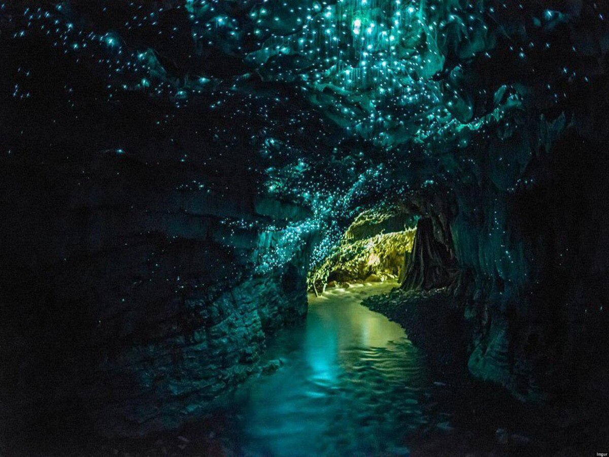  В части пещерного комплекса Вайтомо водится вид грибных комариков Arachnocampa luminosa, светящихся в темноте на всех стадиях развития. Эти насекомые обитают только в данных пещерах, светом привлекая к себе добычу и туристов.