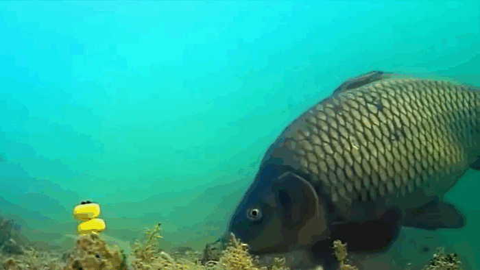 Карп на кукурузу