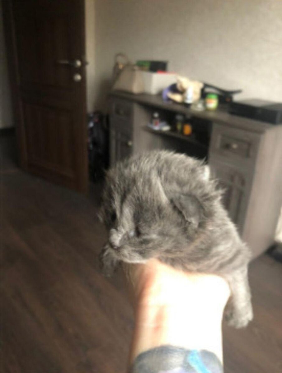 Фото из объявления