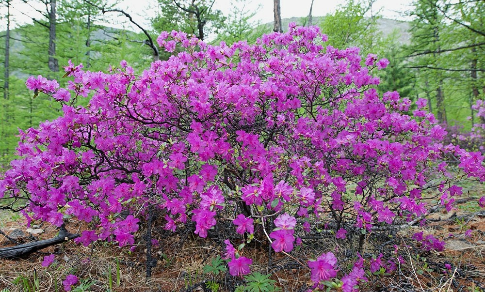  Рододендрон даурский (багульник)