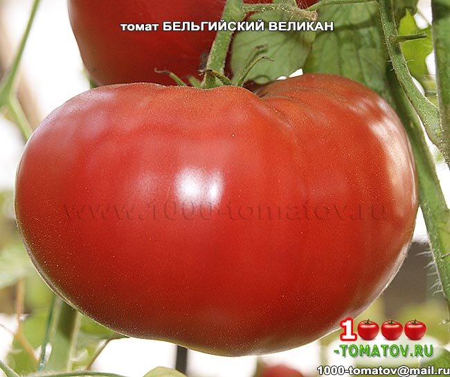 Томат Бельгийский великан  Belgium Giant Фото 1