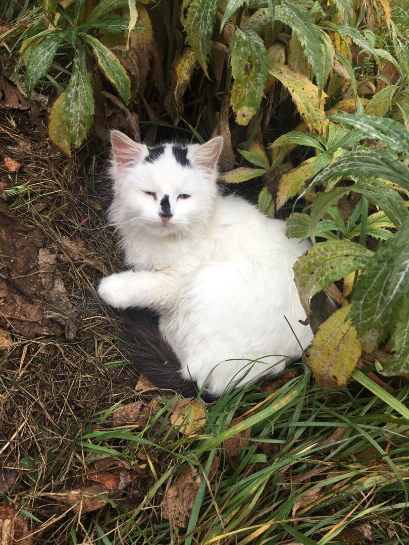 Болезни кошек и котов 🐈: признаки, способы профилактики и лечения