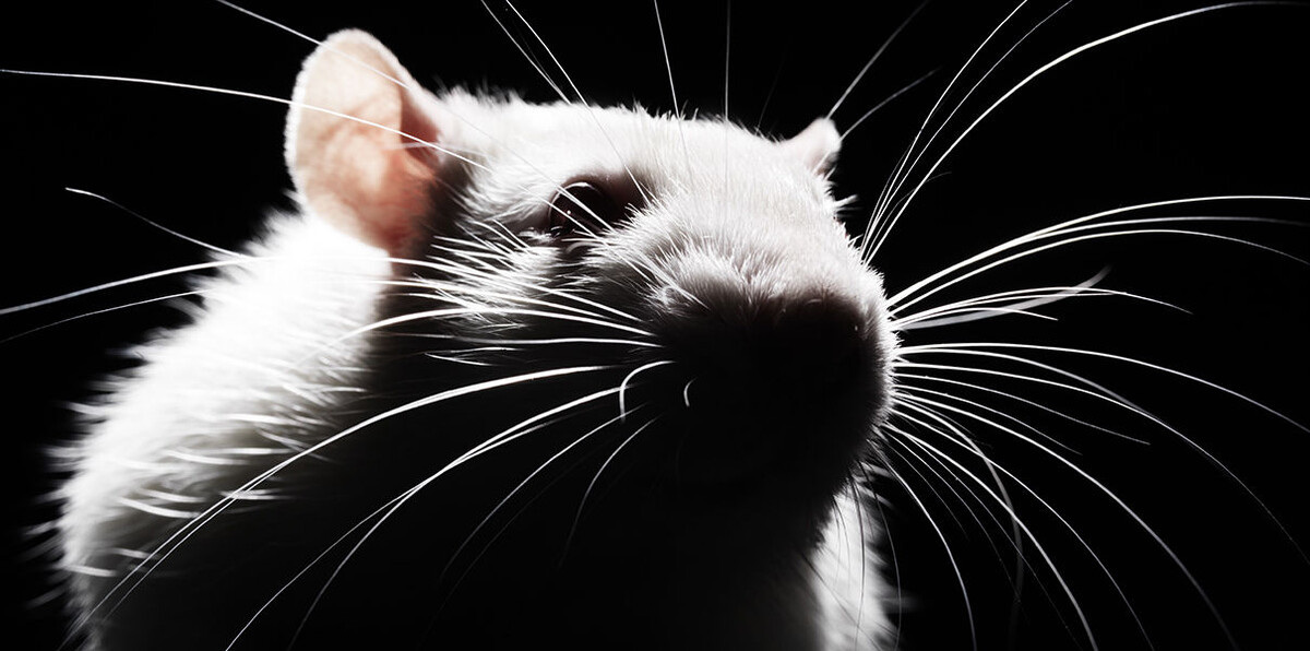 картинка из открытых источников