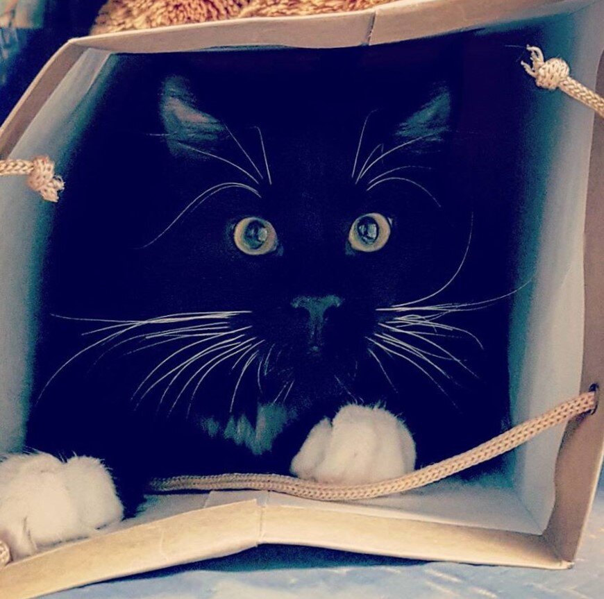 Космическая кошка