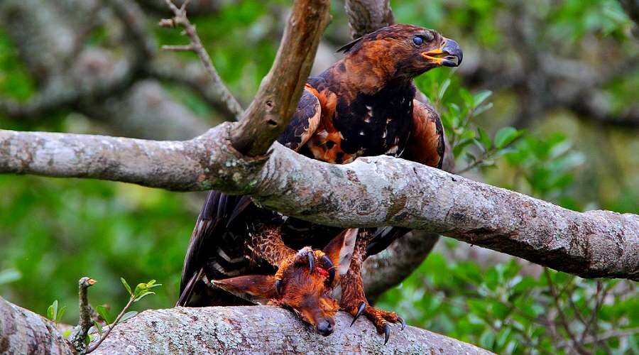 Вредные птицы в природе. Самая опасная птица в мире. Africa Forest real photo.