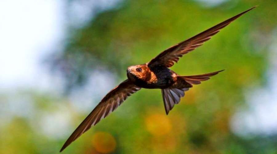 Чёрный стриж - самая быстрая птица на планете... википедия