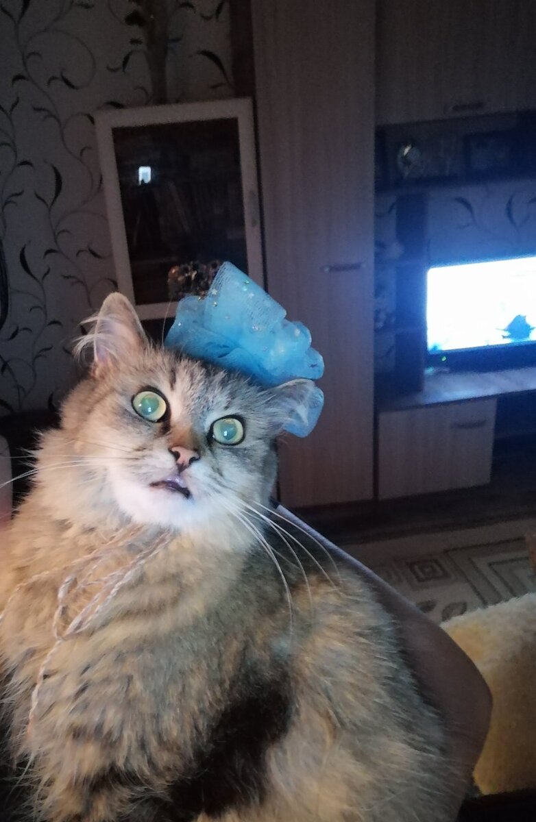 Сегодня расскажу как мы с любимой немного поиздевались над нашей "глашей". Моя любовь немного творческий человек и любит делать всякие поделки ну и тут как то вечером занялась делать какие то"тапиария" я как мужчина не особо разбираюсь в этом просидела целый вечер в комнате со своим занятием, так все эти штучки для этого занятия лежат в коробке из под блендера, так вот наша кошка под новой кличкой" пухляшь"))))))) залезла в эту коробку и там сидела😄 не знаю как поместилась и сто процентов даю что было не удобно