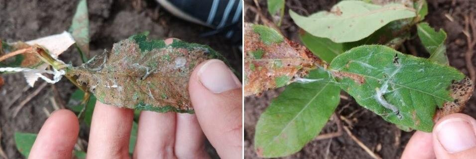 01 - Повреждение ~30% кустов съедобной жимолости (яблонь и смородины) листоверткой, вид которой не определен © Н.С. Евтушенко, Л.Д. Шаманская, 2019