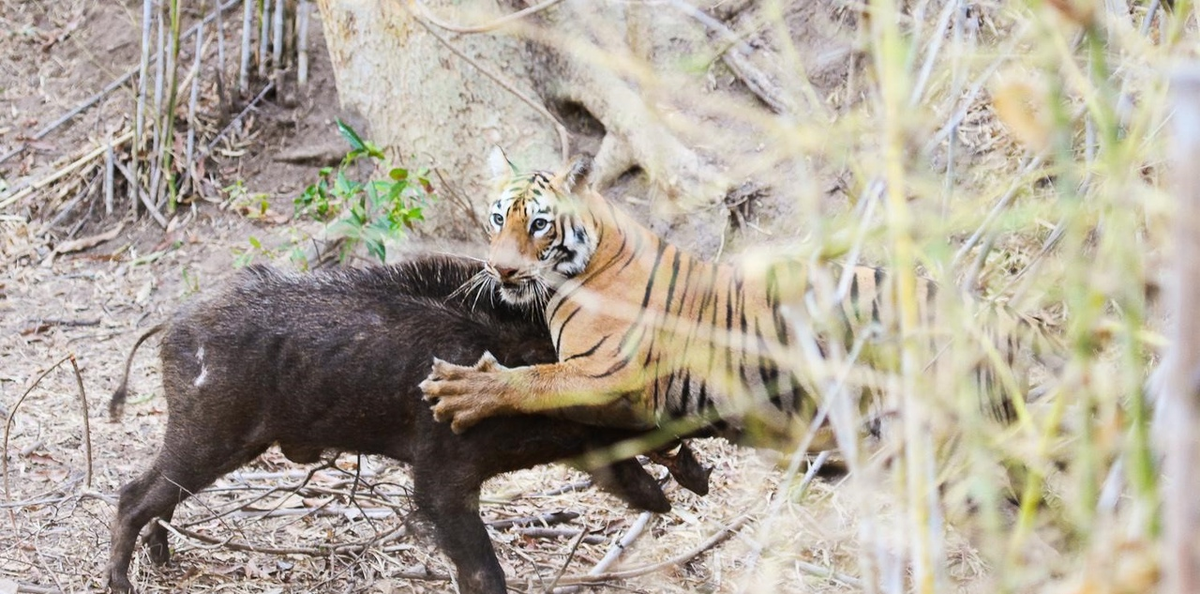 Амурский тигр на охоте. Тигр в дикой природе.
