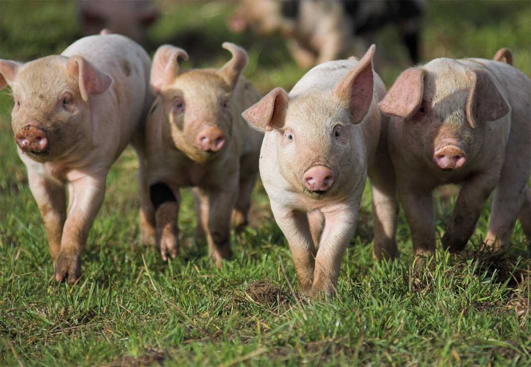 При выращивании, есть возможность выбрать лучших, это даст больше гарантий на успех