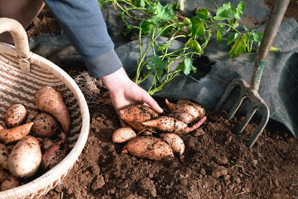 Сроки посева основных Огородных культур в открытый Грунт, с учетом Теплой зимы 2020
